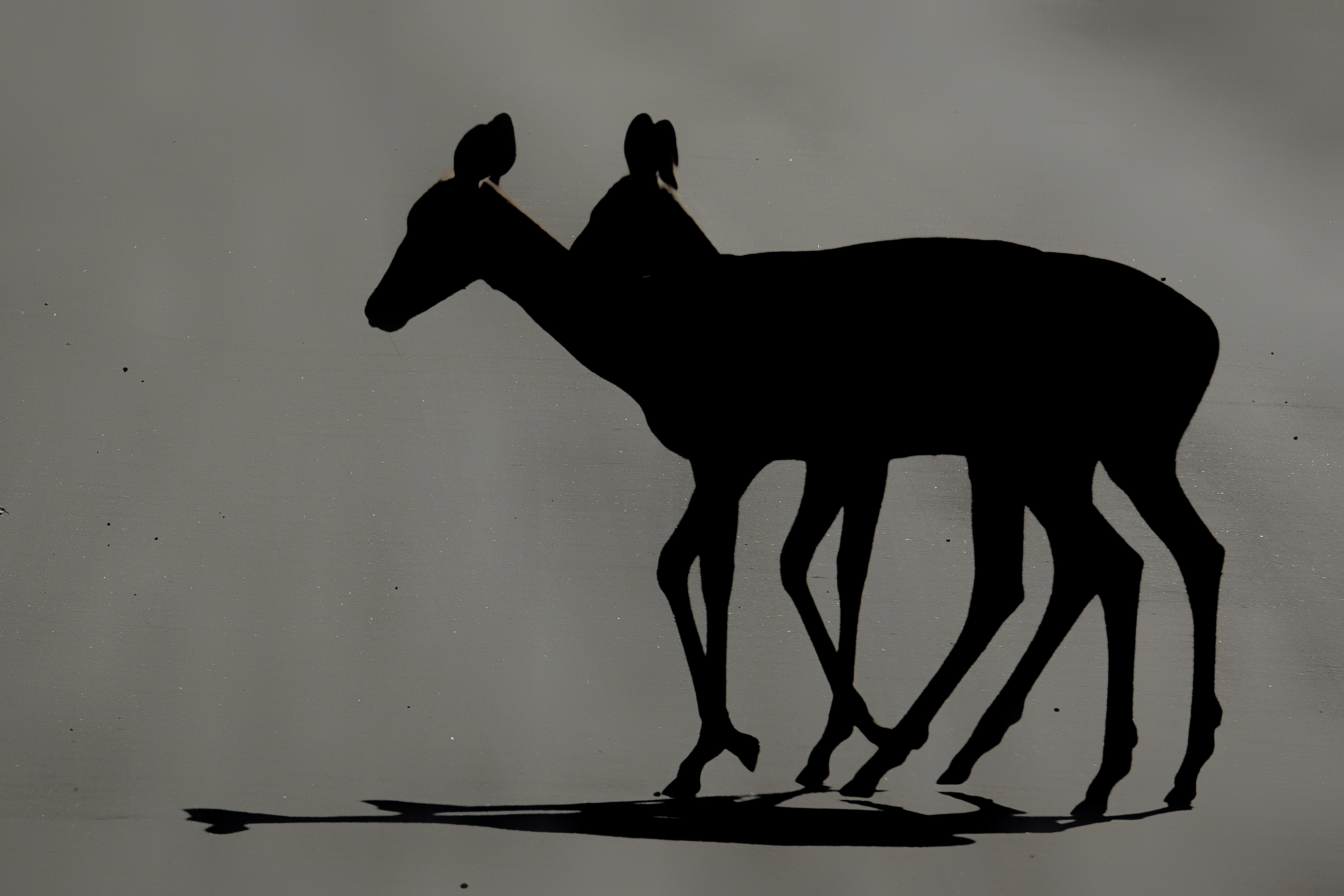 Antilope en ombre chinoise